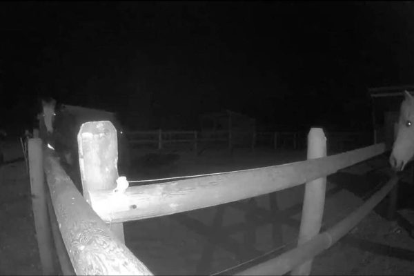 British Columbia Man Appears in Court Following Bestiality Charges at Equestrian Facility
