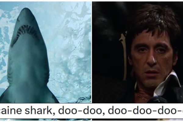 Cocaine and Pharmaceuticals Found in Caribbean Shark Populations