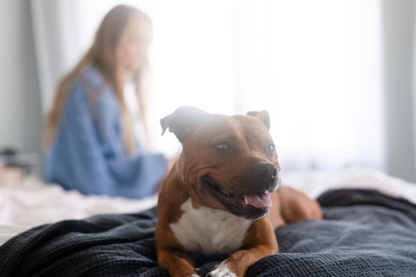 Dog Trainer Highlights Key ‘Red Flag’ for Staffordshire Bull Terrier Owners