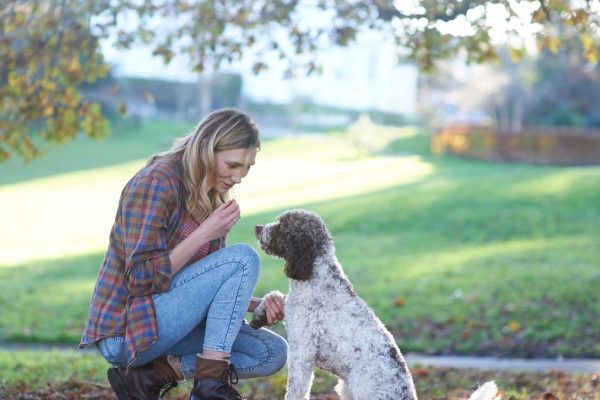 Expert Trainers Reveal the Most Critical Dog Commands Every Owner Must Master for Pet Safety