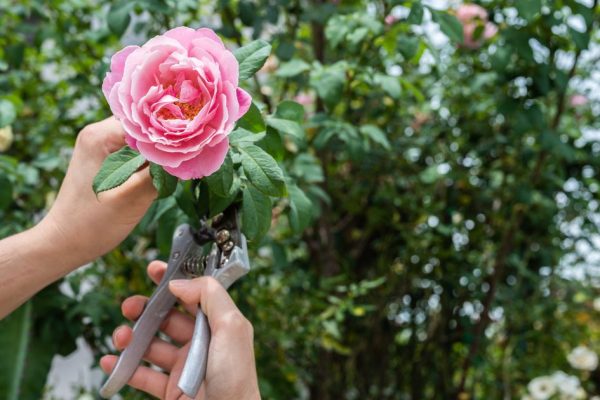 Gardeners Urged to Recruit ‘Tiny Heroes’ to Protect Summer Blooms