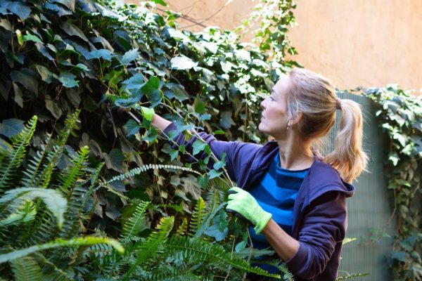 Homeowners Can Eliminate Invasive Ivy Using Pantry Staples