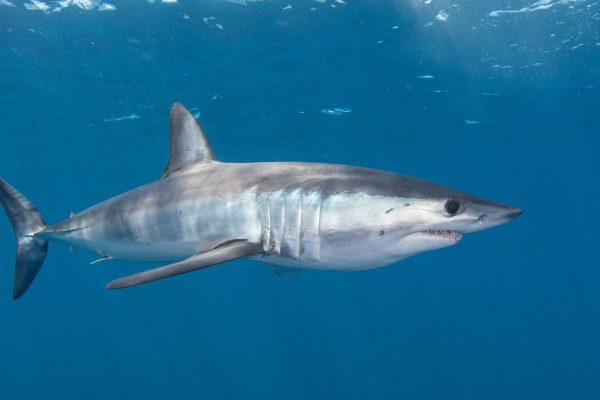 Large Shark Sighting Near Majorca Regatta Stirs Interest