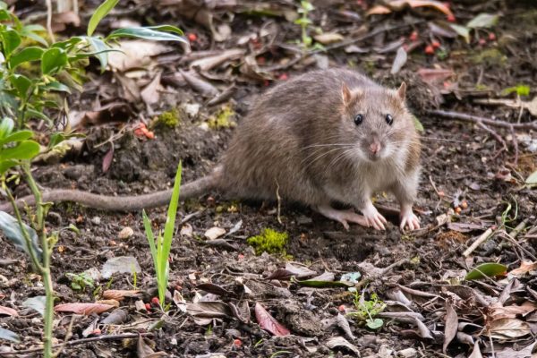 Spring Rodent Invasion: Why Maintenance Outperforms Quick Fixes