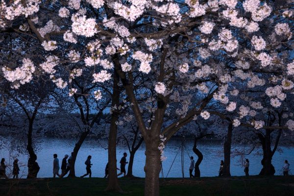 Springtime Awakening: Global Blooms Signal Seasonal Shift