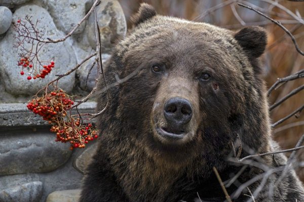 ‘The Boss’ Emerges: Iconic Bow Valley Grizzly Signals Start of Spring