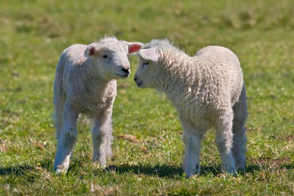 Thirteen Lambs Found With Necks ‘Deliberately Broken’ in Northern Ireland Farm Attack