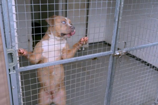 UK Kennel Crisis Intensifies as XL Bully Seizures Overwhelm Facilities