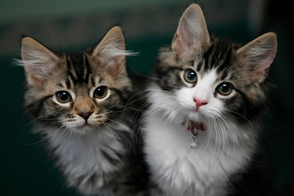 UK Pet Scams Surge as Major Bank Reports Massive Losses