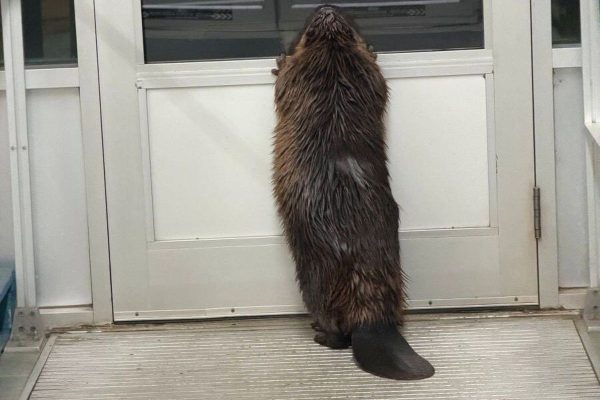 Alberta Beaver Makes Unscheduled ‘Shop’ Visit, RCMP De-escalate Situation