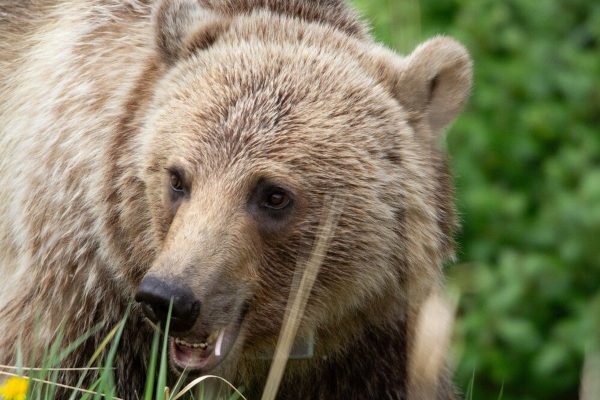 Alberta Municipal Group Urges Formalized Grizzly Hunt to Address Human Conflicts