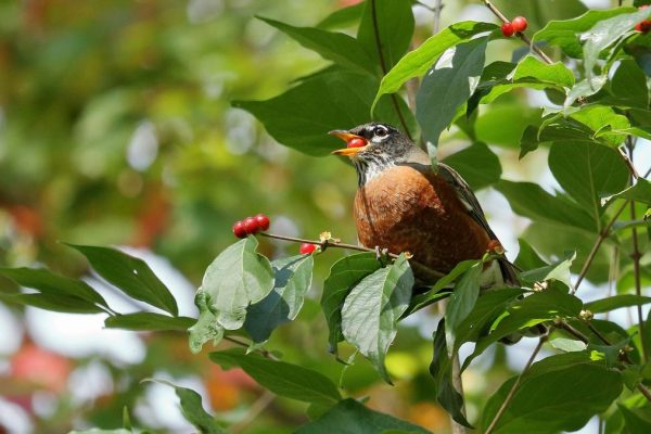 Attracting the Iconic Red-Breasted Robin to Your Garden
