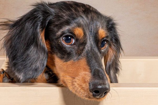 Battersea Urges Pet Owners to Prioritize Health Over ‘Cute’ Aesthetics