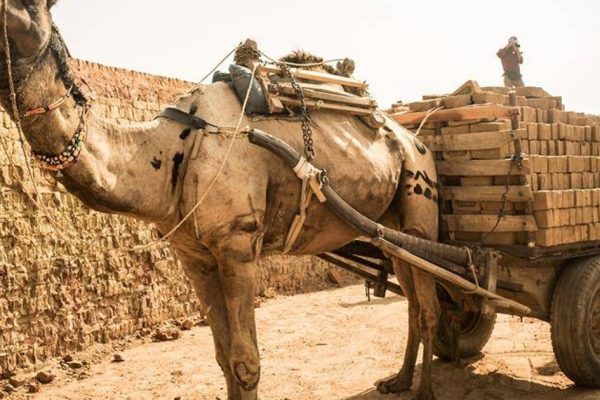 Beyond the Machine: Why Working Animals Remain Essential in a Digital Age