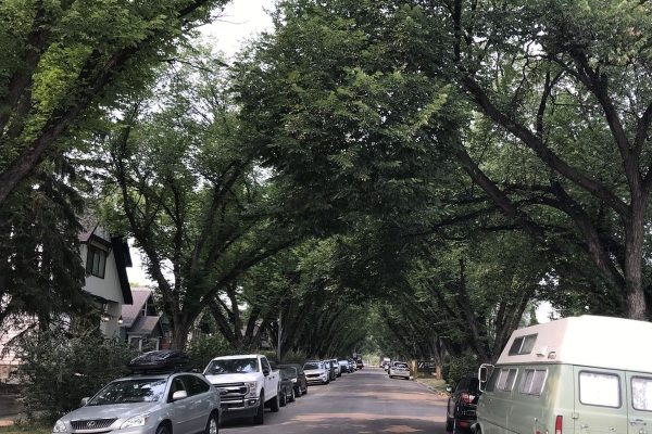 Calgary Doubles Tree Giveaway Program to Bolster Urban Canopy