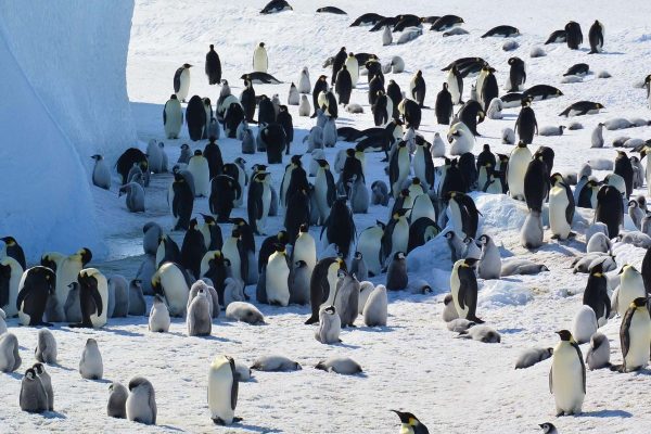 Emperor Penguins and Fur Seals Declared Endangered in Urgent Climate Assessment