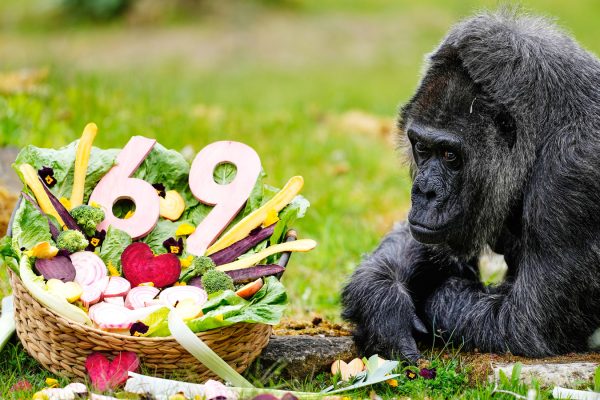 Fatou, World’s Oldest Captive Gorilla, Celebrates 69th Birthday