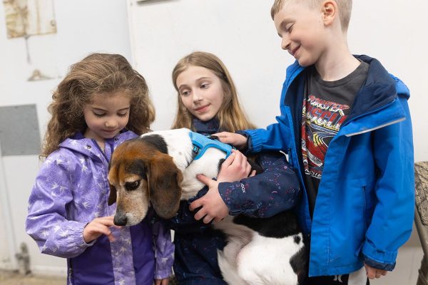 Five Beagles Rescued from Calgary Research Labs Find New Homes