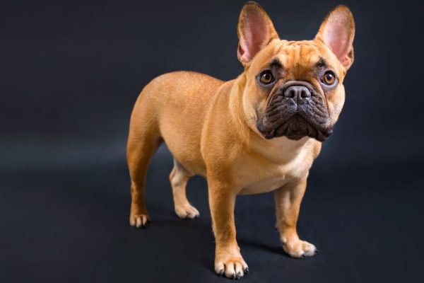 French Bulldog Registrations Plummet as UK Dog Preferences Shift