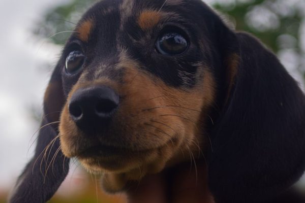 FSA Issues Urgent Safety Warning Following Rise in Raw Pet Food Bacteria