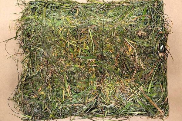Grass-Camouflage Smuggling Attempt Foiled at British Columbia Prison