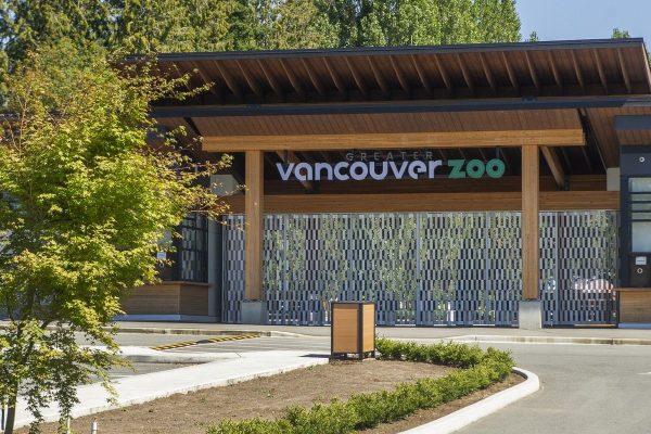 Greater Vancouver Zoo Mourns Loss of Iconic 18-Year-Old Lion, Boomer