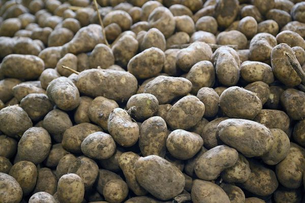 Guru Nanak Free Kitchen to Distribute 80,000 Pounds of Potatoes in Calgary