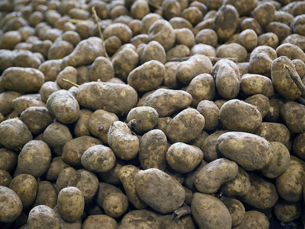 Guru Nanak Free Kitchen to Distribute 80,000 Pounds of Potatoes in Calgary