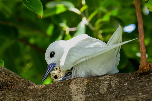 Hawaiian Seabird Flourishes Amidst Honolulu’s Concrete Jungle