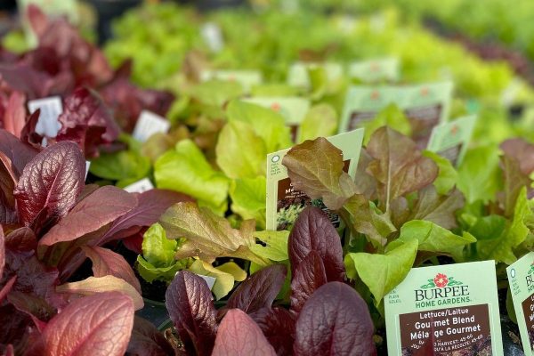 Home Gardeners in Metro Vancouver Kick Off Early Vegetable Season