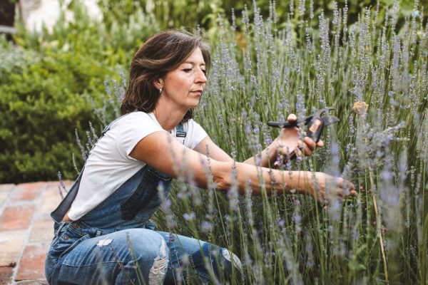 Home Gardeners Turn to Kitchen Scraps for Healthier Lavender Blooms