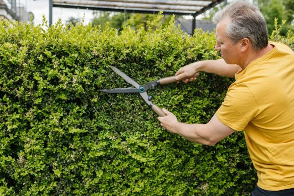 Homeowners Face Steep Fines Over Overgrown Hedges