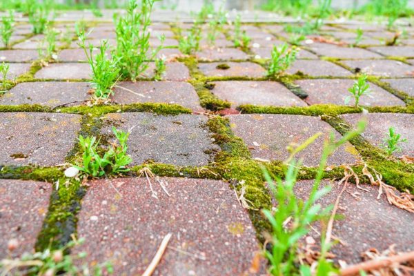 Homeowners Swap Chemicals for Kitchen Staples to Clear Driveway Weeds