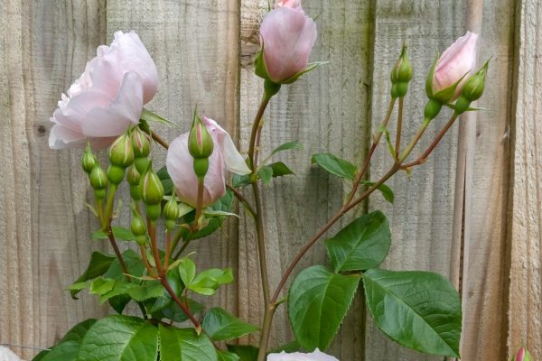 Homeowners Use $1 Sponge Hack to Revolutionize Fence Painting