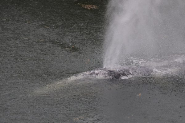Juvenile Gray Whale Found Dead After 20-Mile Journey Up Washington River