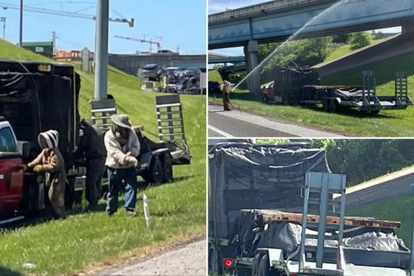 Million-Bee Swarm Shuts Down Knoxville Interstate Ramp