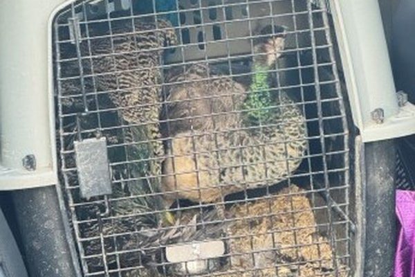 Missing Peacocks Found Safe Following Vehicle Theft Near Edmonton