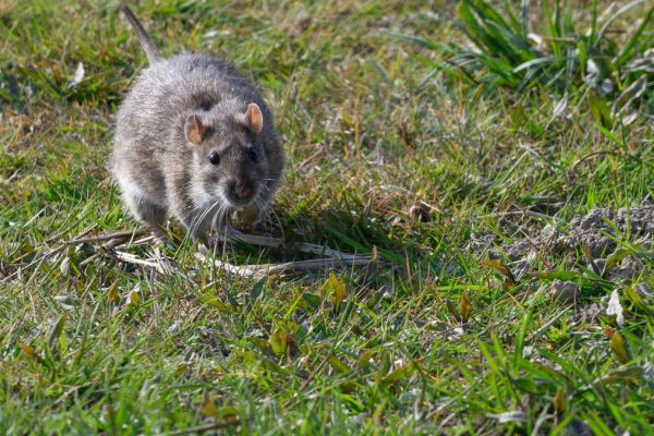 Monty Don Offers Expert Advice on Preventing Rat Infestations in Gardens