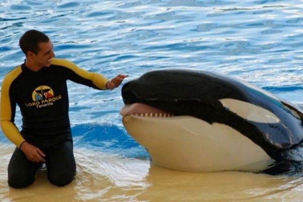 Remembering Alexis Martinez: The Tragic 2009 Orca Attack at Loro Parque