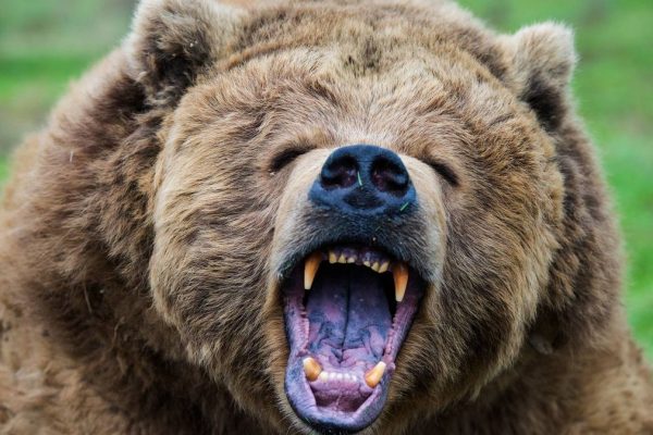 Remembering the ‘Night of the Grizzlies’: How a Tragedy Reshaped National Park Safety