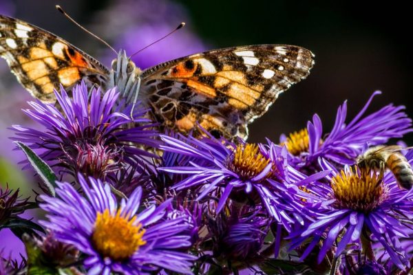RHS Names Comfrey ‘Superplant’ for Spring Biodiversity