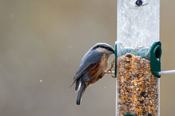 RSPB Issues Urgent Bird-Feeding Guidelines to Combat Disease