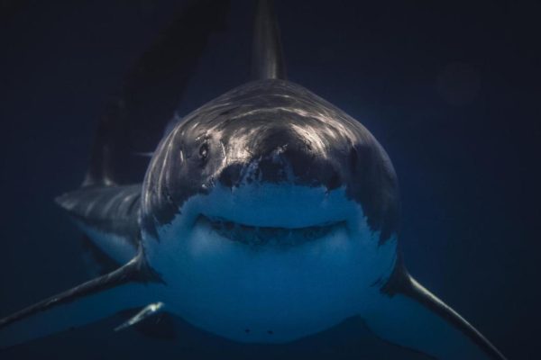 South Australia Deploys Real-Time Shark Reporting System to Improve Coastal Safety