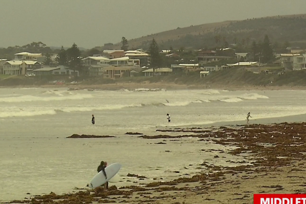 South Australia Waters Face Series of Bronze Whaler Shark Attacks