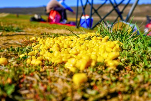 Spring Gardening: Why Your Leftover Sweetcorn Is a Boon for Local Wildlife