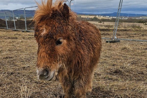 Storm Dave Triggers Emergency Rescues and Farm Tragedy Across UK