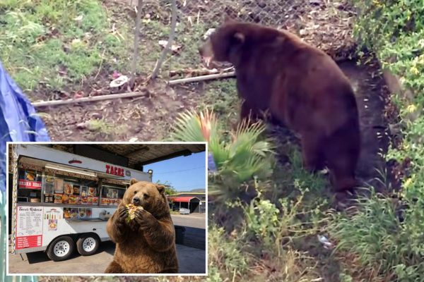 Ventura County Community Bids Farewell to Unlikely ‘Furry Resident’