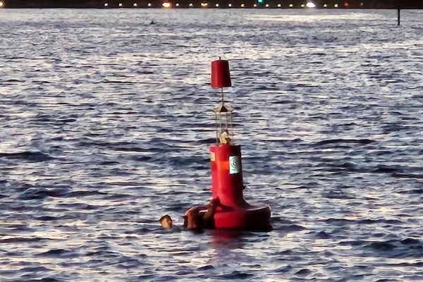 WA Police Officers Nominated for Bravery Award After Swan River Rescue