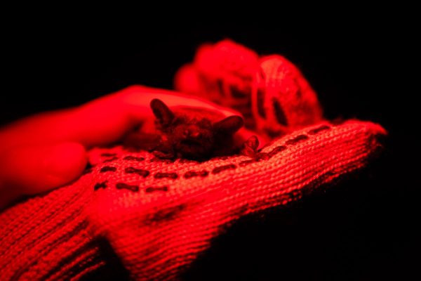 War-Weary Ukrainians Find Solace in Mass Release of Rescued Bats