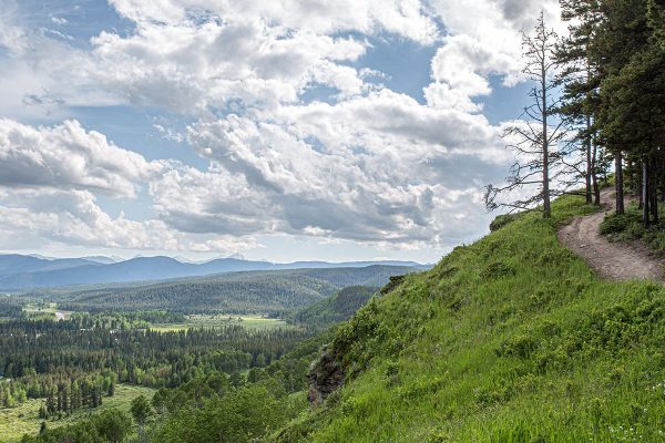 West Fraser Scales Back Kananaskis Logging Amid Conservation Pushback